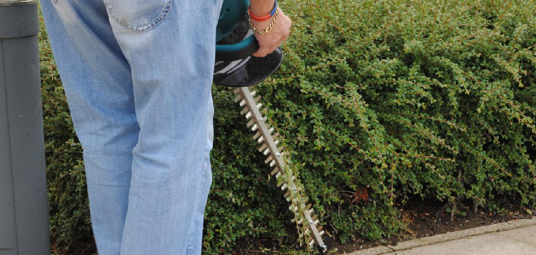 How to Use a Hedge Trimmer